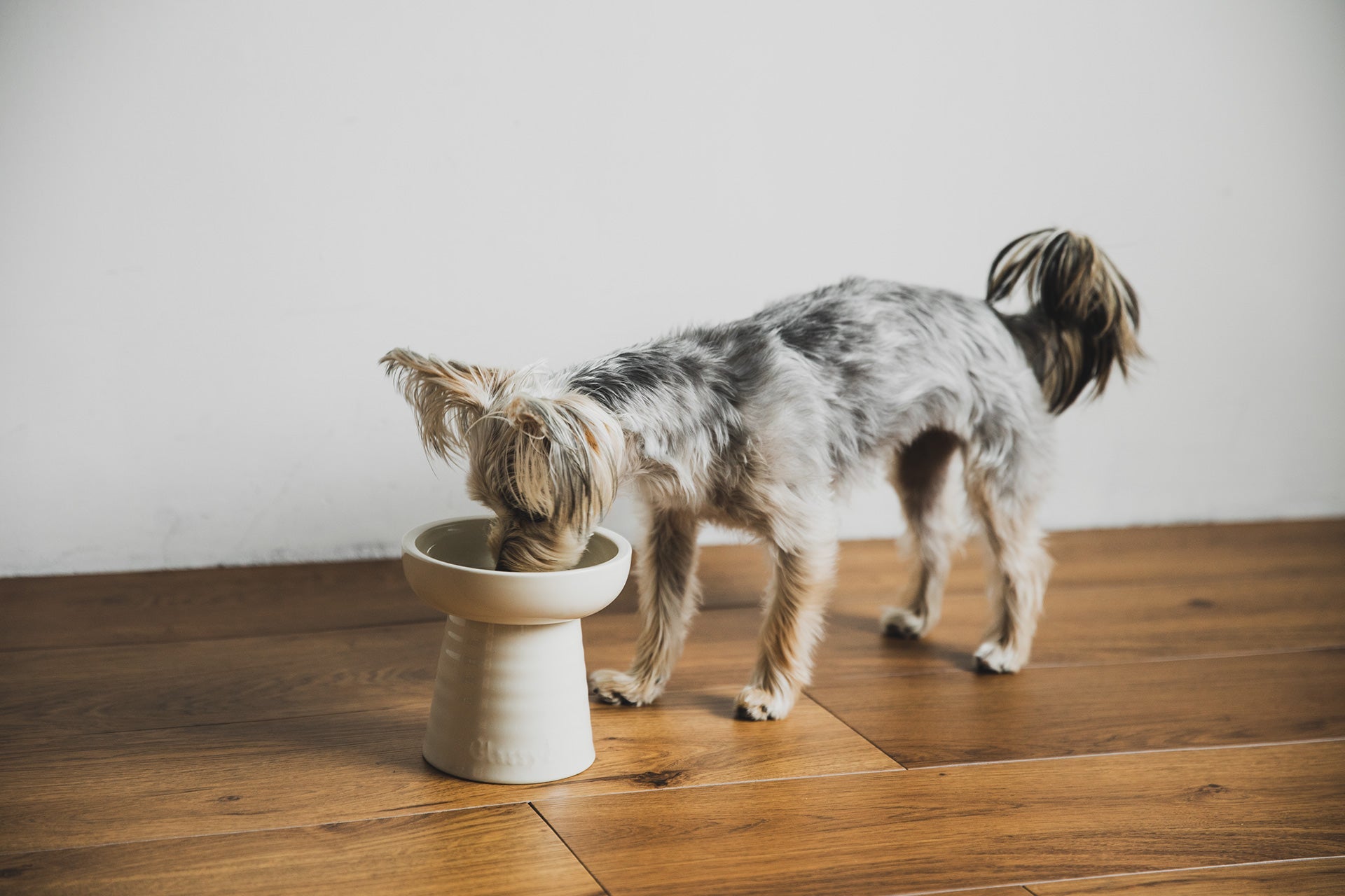 Classy Bowl（クラッシーボウル）のペット用フードボウル 5インチ 古釉