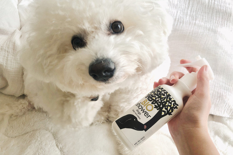 無香料でストレスなくケアできるのがうれしい。わが家の愛犬もこのとおり余裕の表情です（＊180mlの通常サイズを使用。撮影：杉本）。