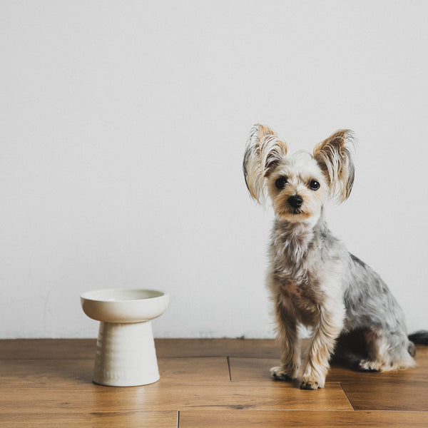 Classy Bowl/5インチ THz オフホワイト Made in Japan｜猫と